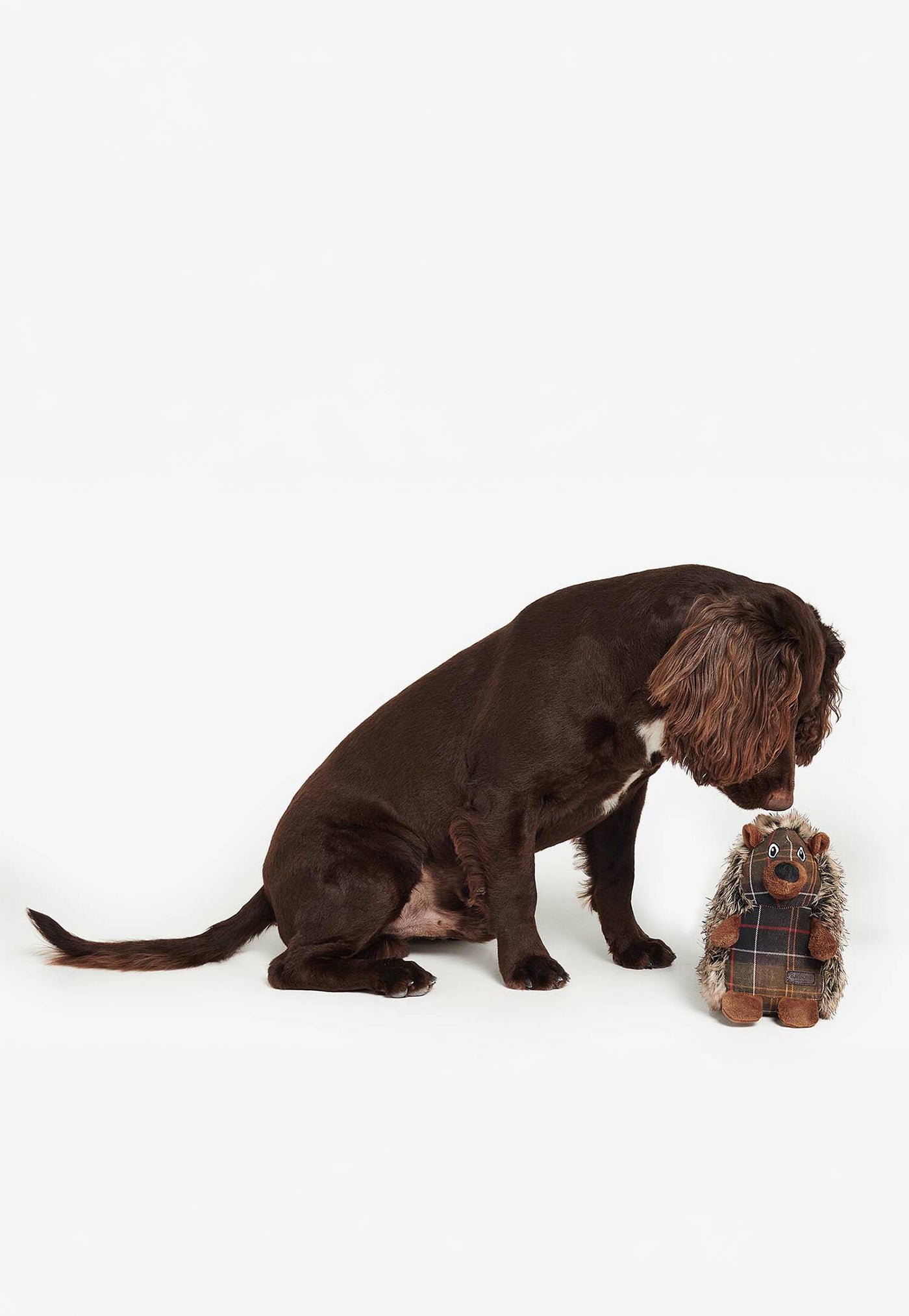 Dog Hedgehog Toy