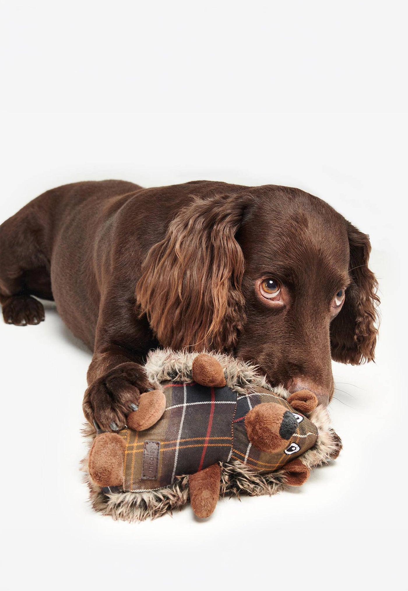 Dog Hedgehog Toy