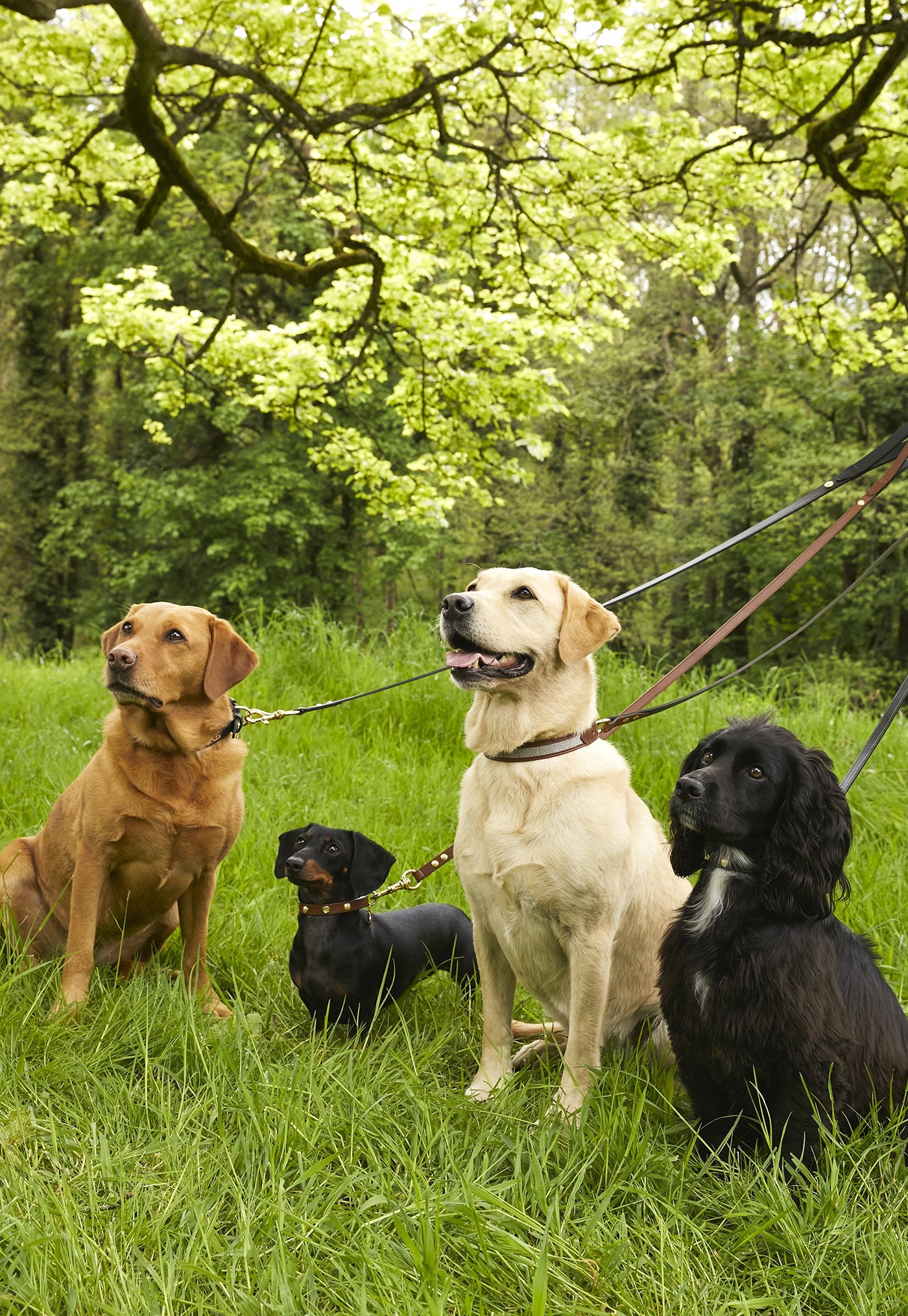 Classic Dog Lead - Black