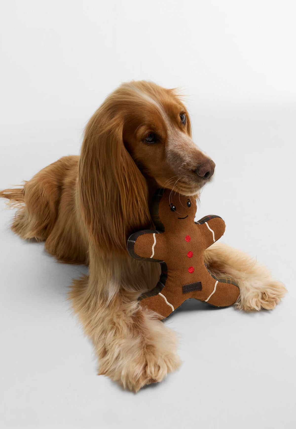 Dog with Barbour Christmas Gingerbread dog toy.
