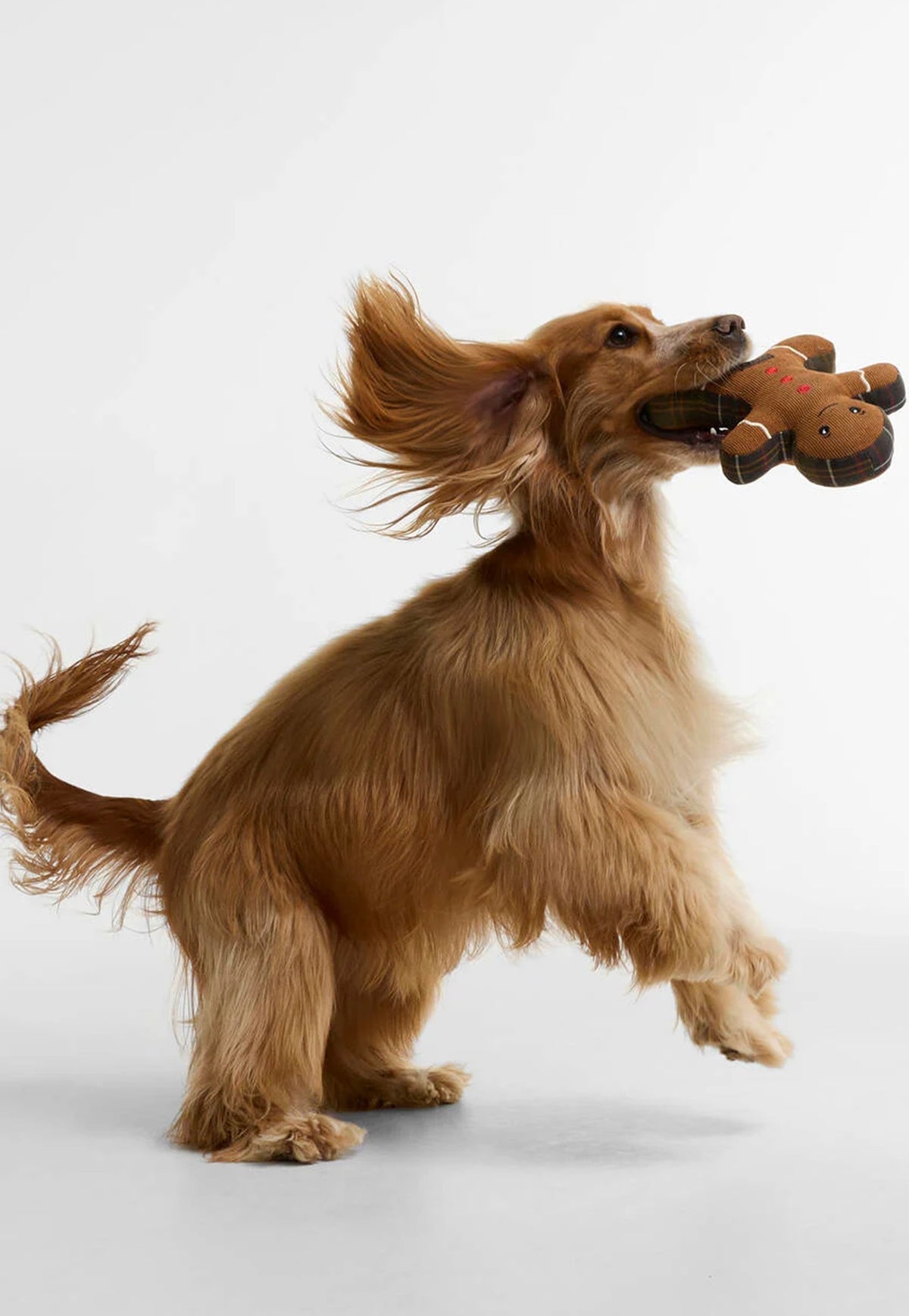 Dog playing with with Barbour Christmas Gingerbread dog toy.