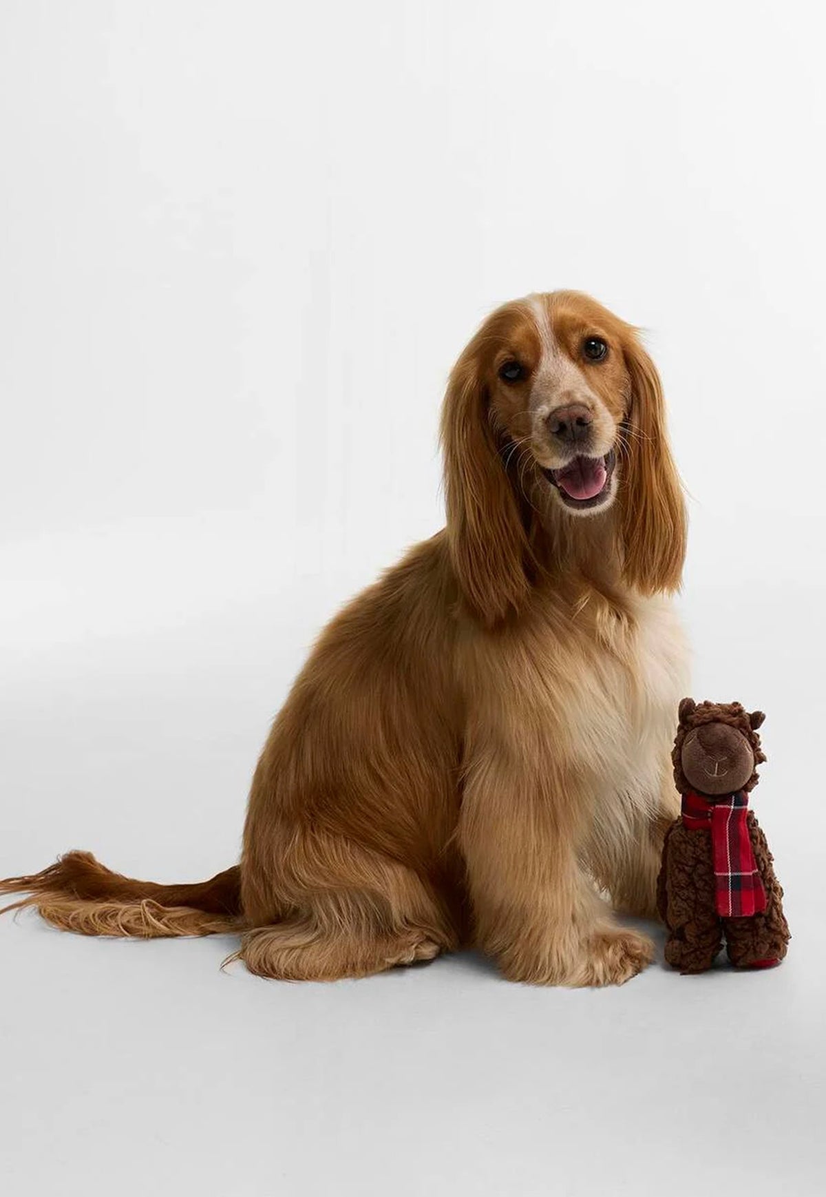 Dog with their Barbour Llama Dog Toy featuring a soft plush llama design with a signature tartan scarf.