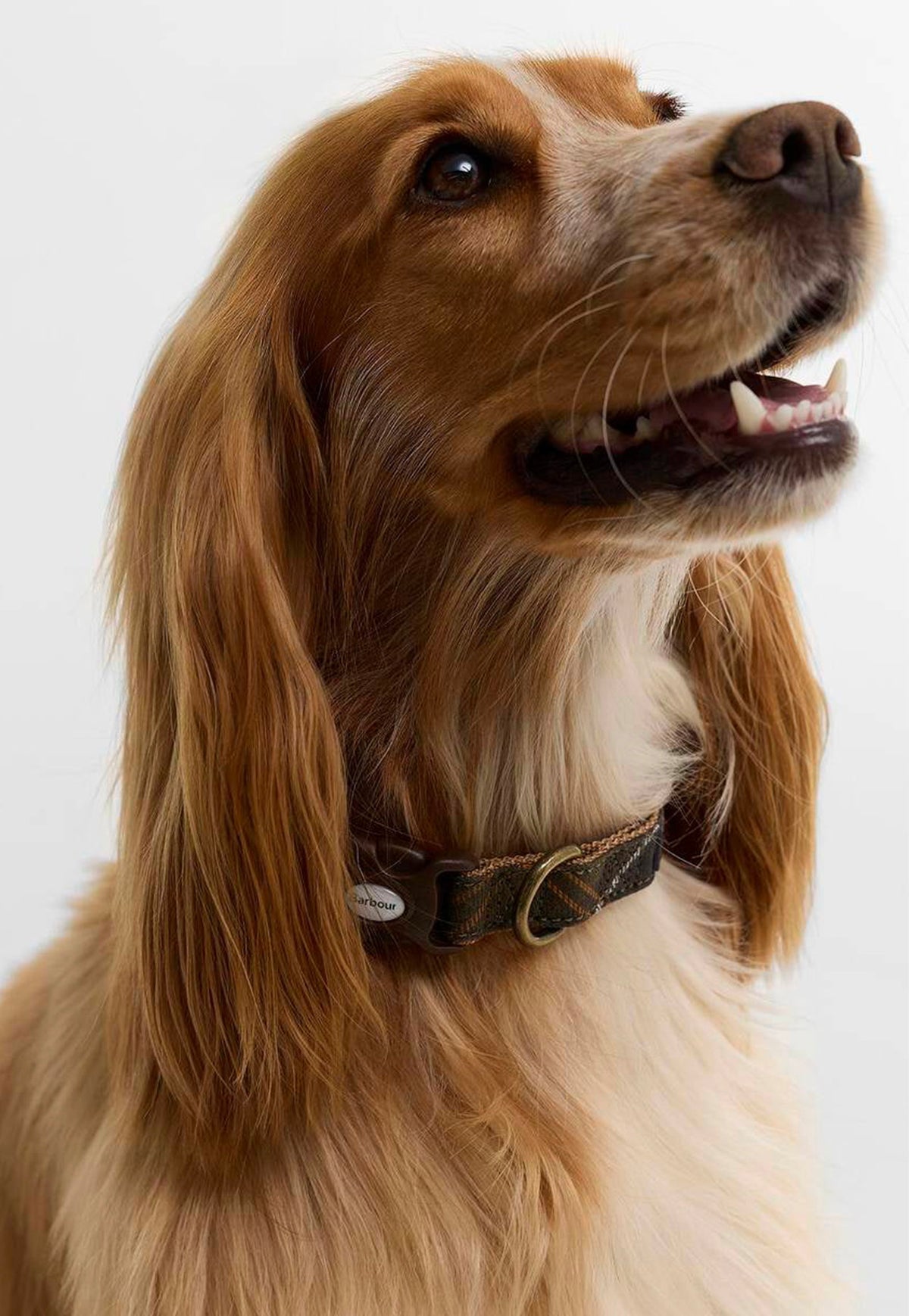Barbour Tartan & Webbing Dog Collar worn by a dog, featuring classic tartan detailing and a secure adjustable fit.