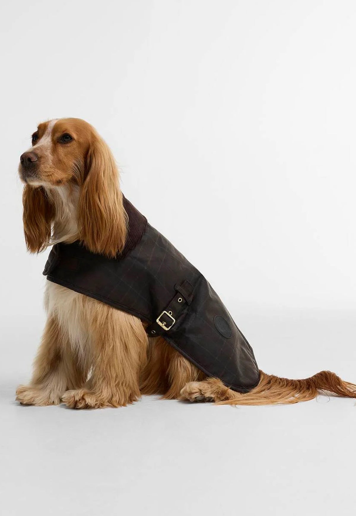 Barbour Tartan Waxed Dog Coat worn by a dog, showing the tartan pattern and classic corduroy collar.