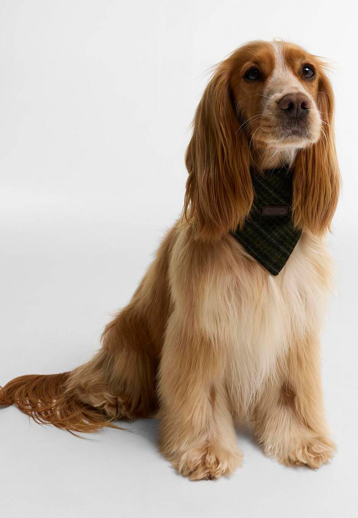 Dog wearing the Barbour Wilkin Dog Bandana featuring textured wool-blend fabric and an embossed Barbour branded badge.