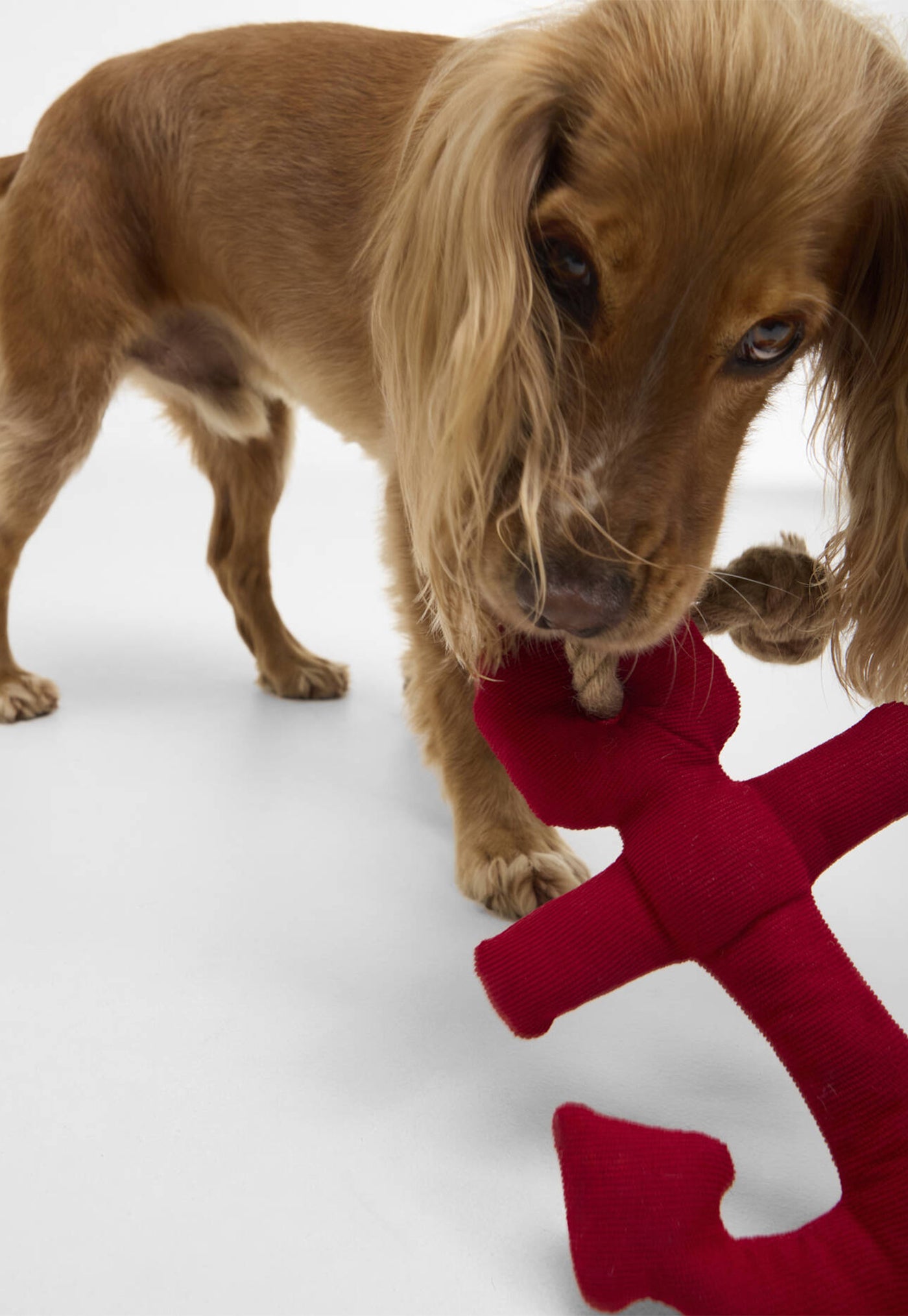 Dog Anchor Toy