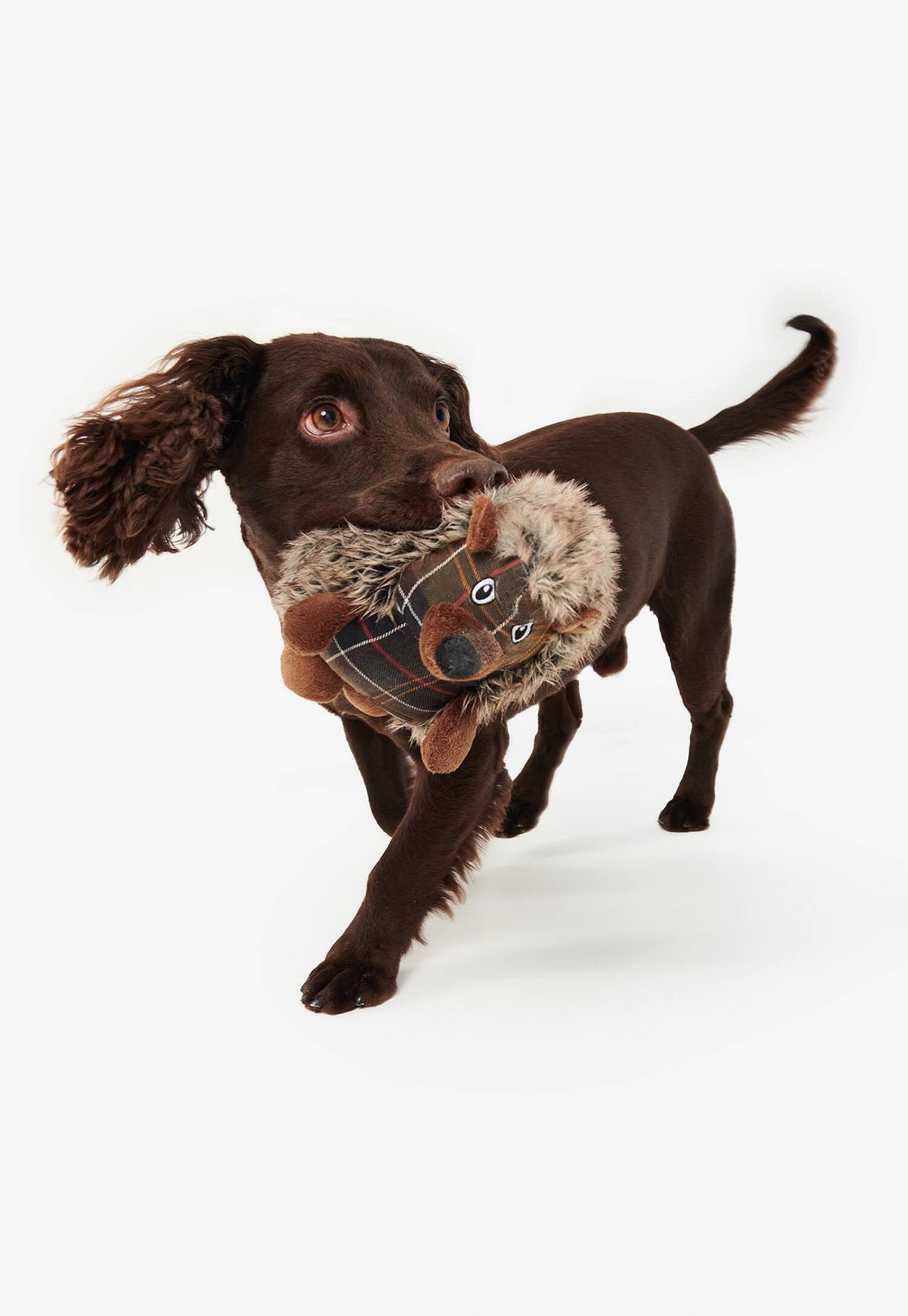Dog Hedgehog Toy
