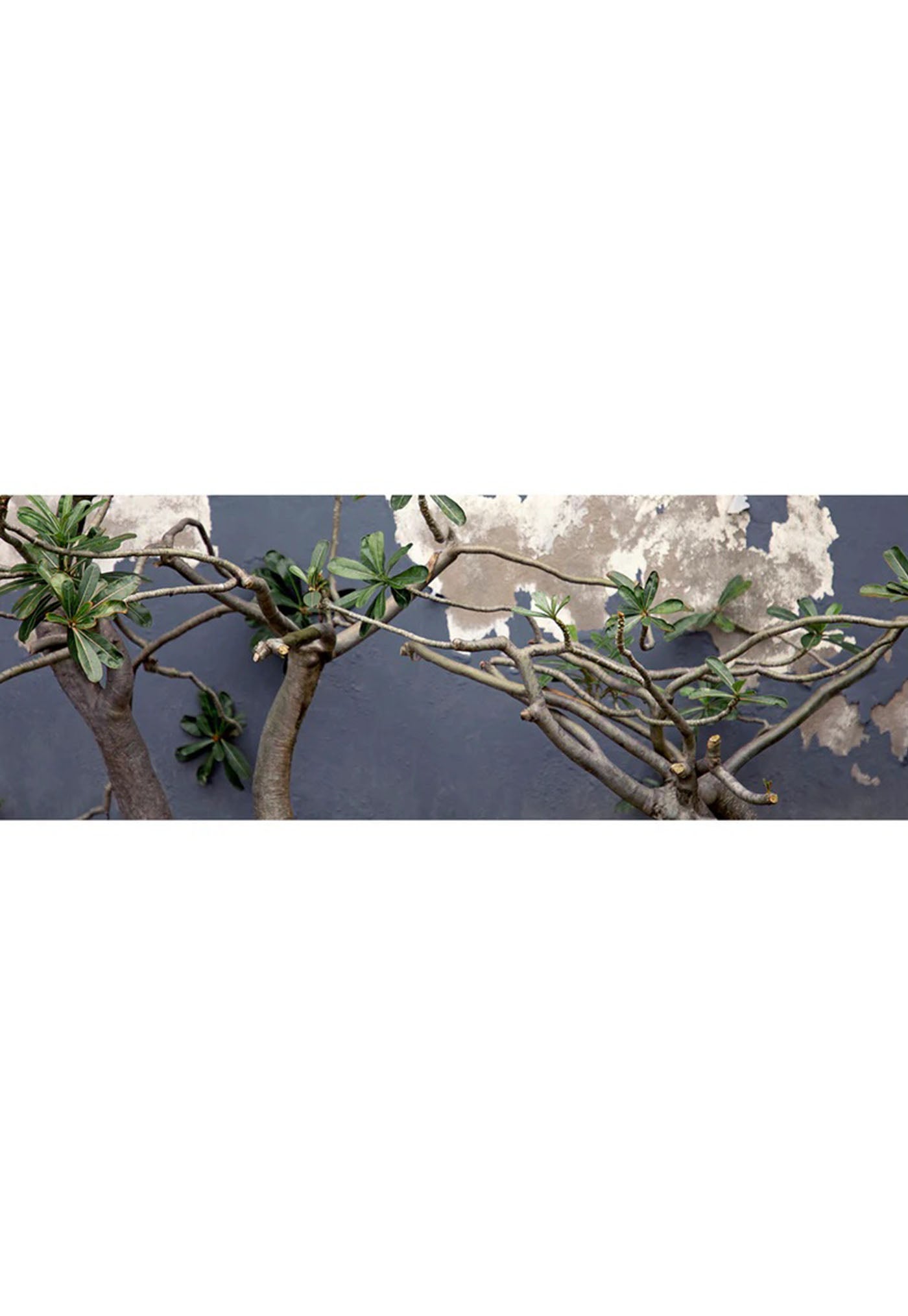 Island Rose - Skinny Wool Scarf