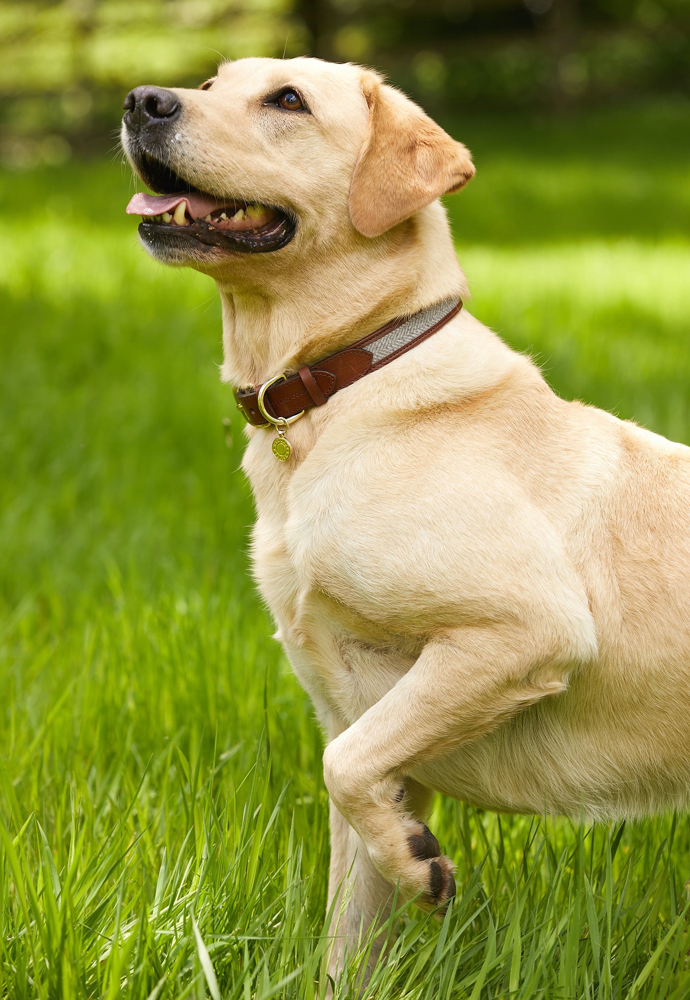 HC Classic Dog Collar - Chestnut & Tweed