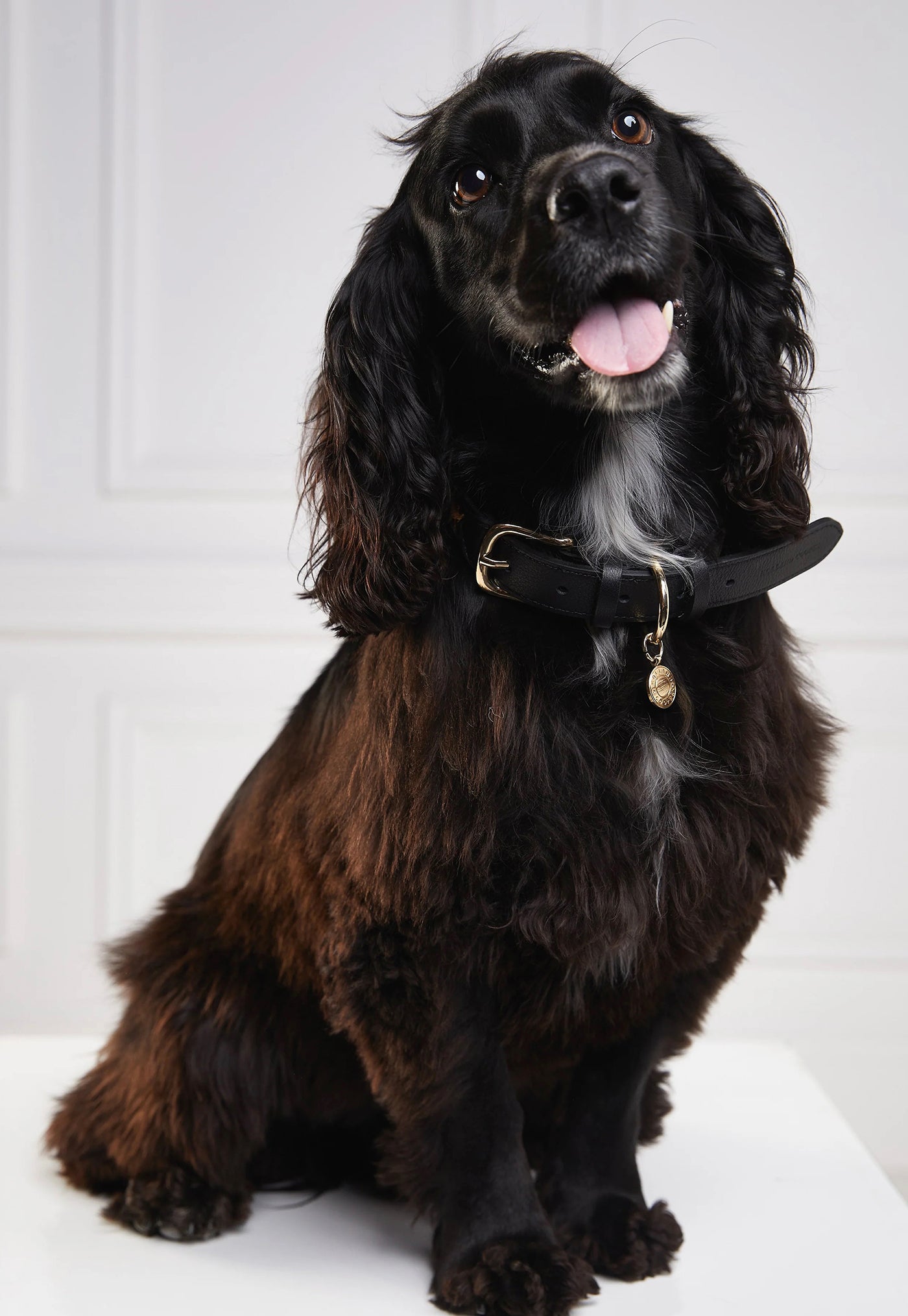 HC Classic Dog Collar - Black & Leopard Pony