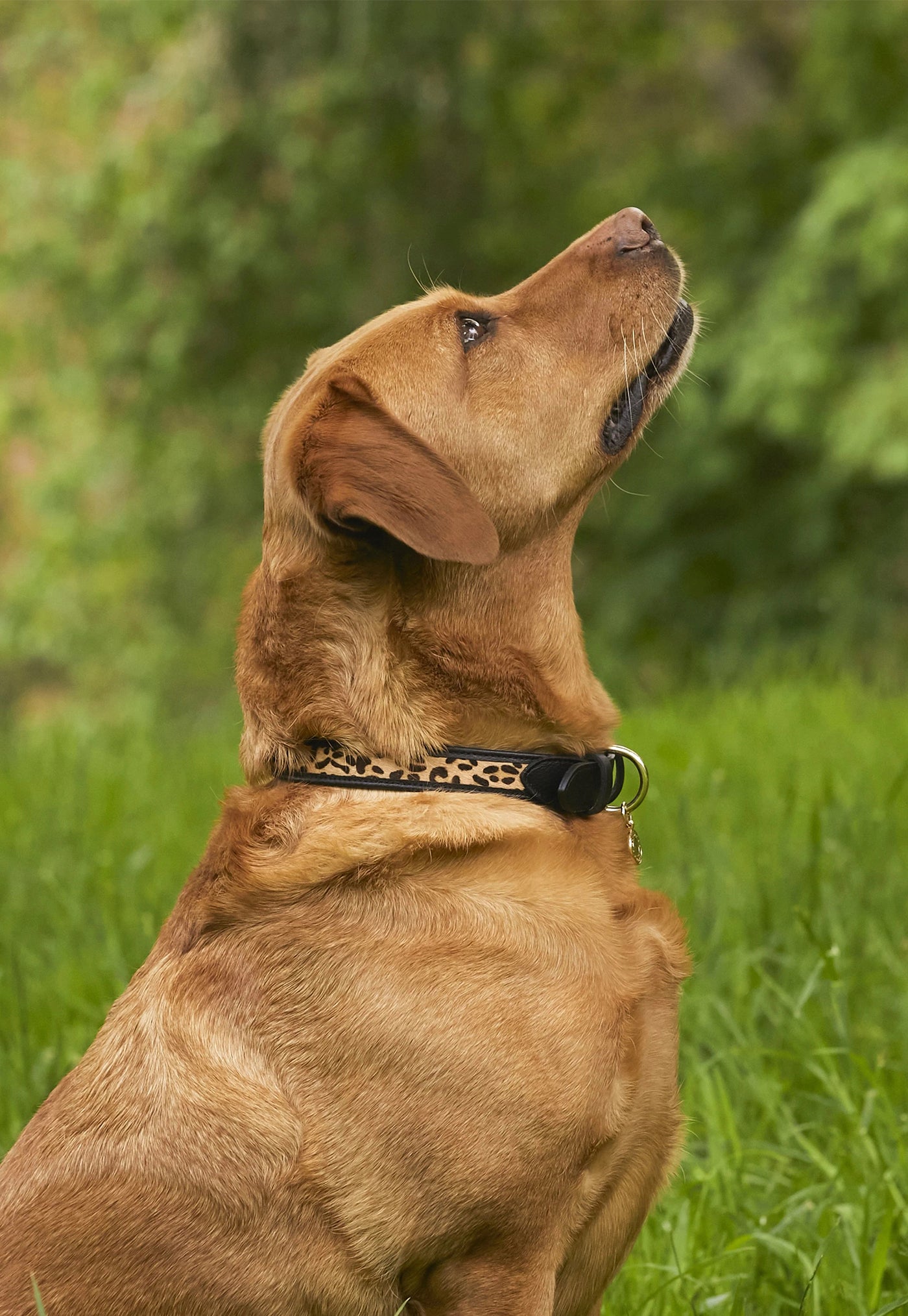 HC Classic Dog Collar - Black & Leopard Pony