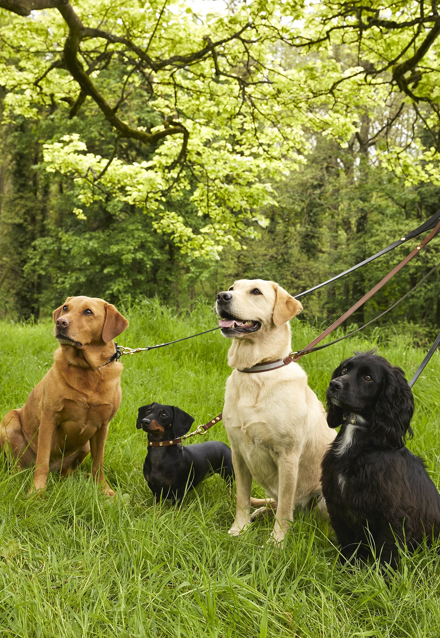 HC Classic Dog Collar - Chestnut & Tweed