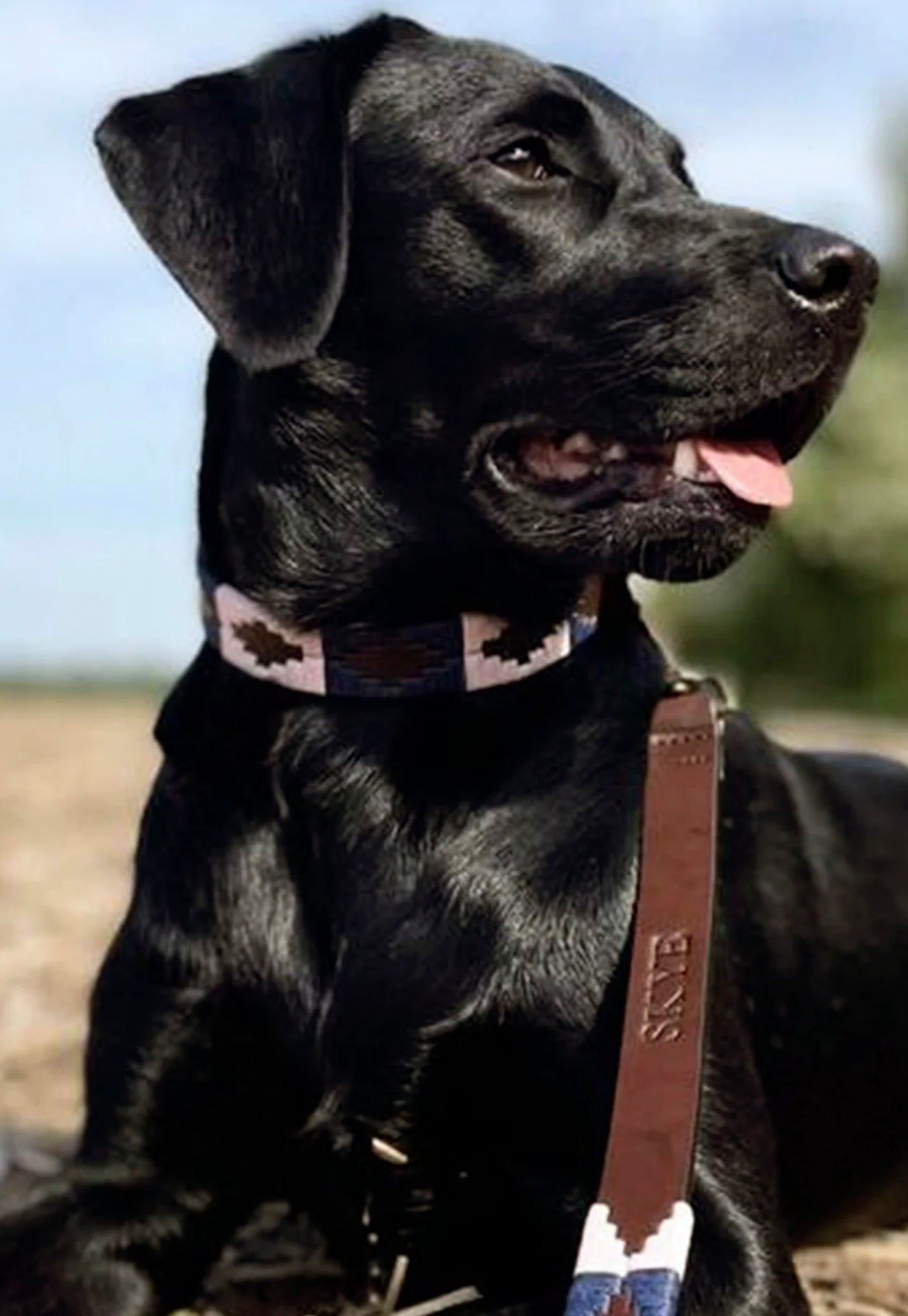 Dog Lead - Hermoso