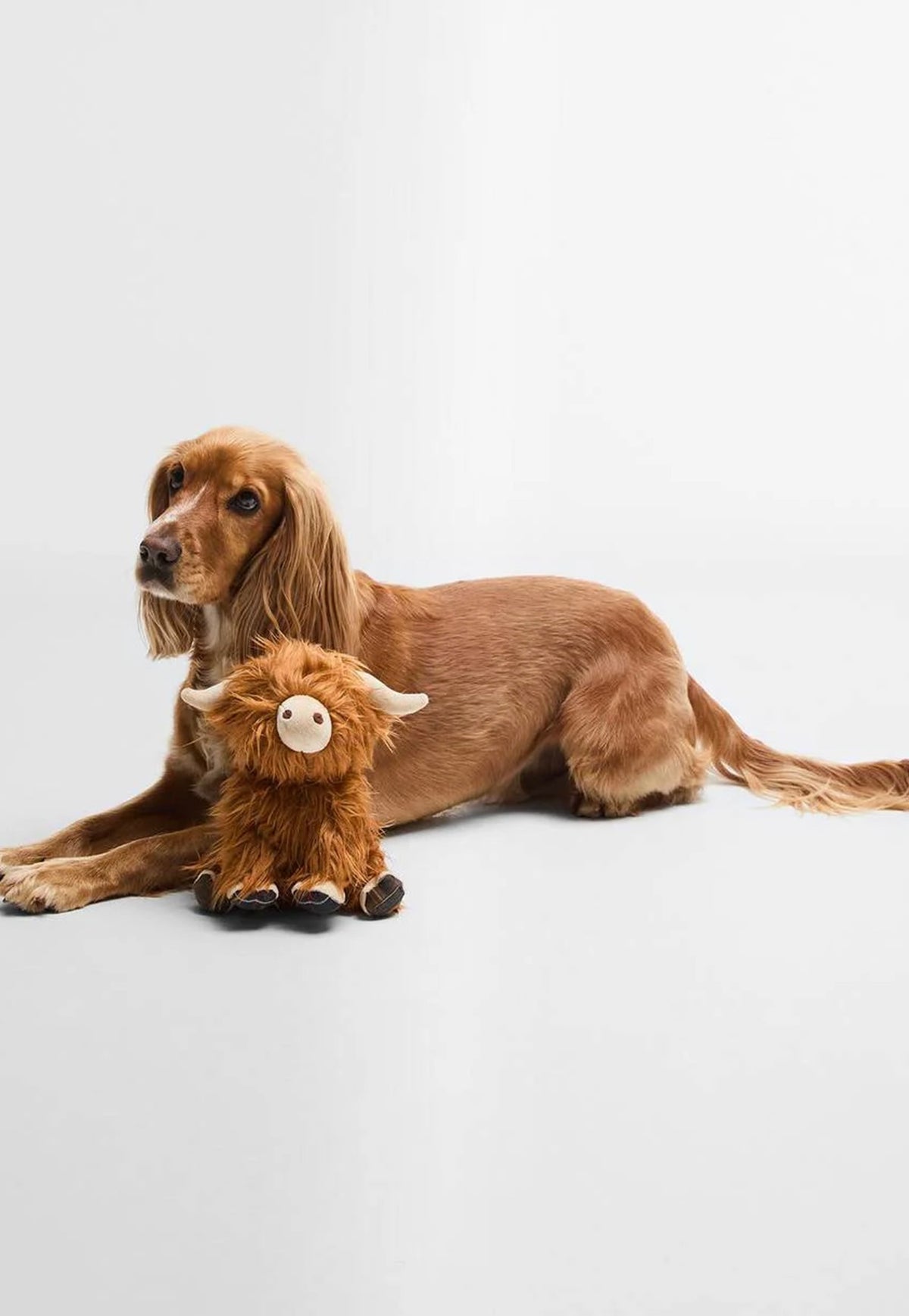 Dog with the Barbour Highland Cow Toy