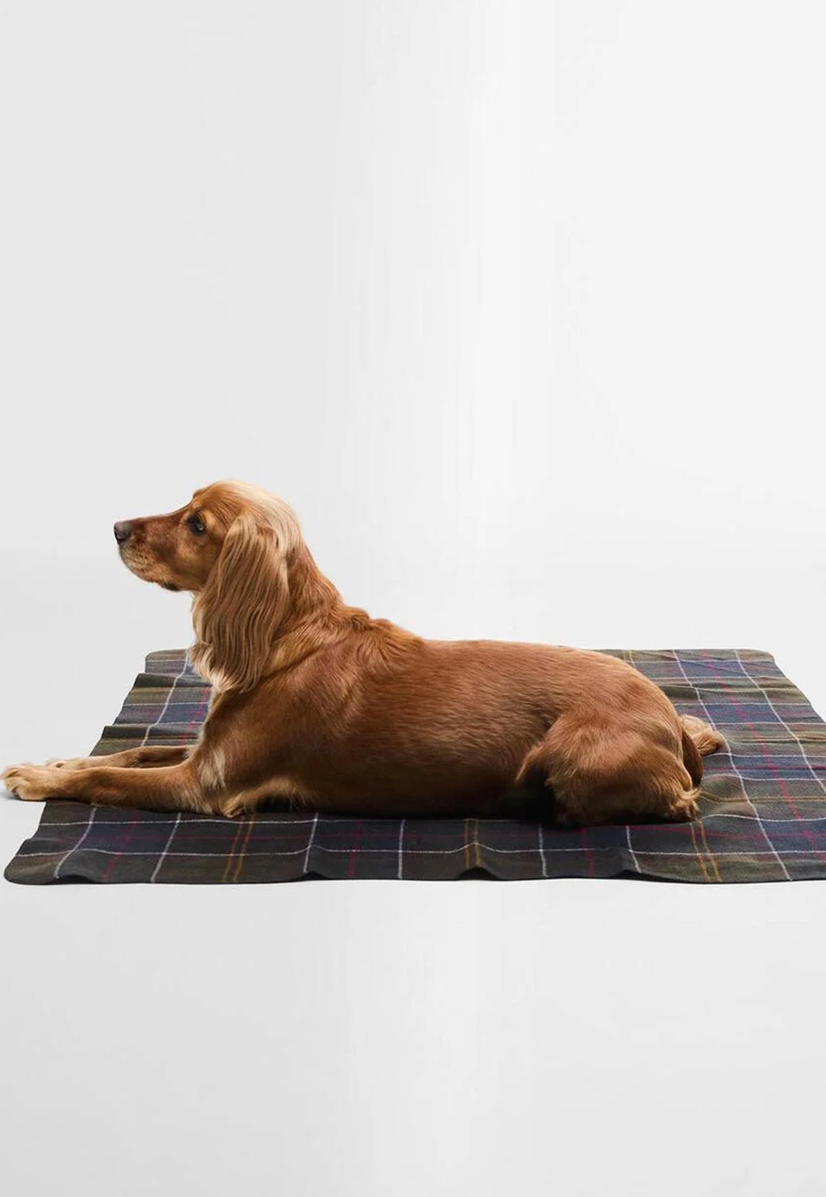 Dog sits on Barbour Tartan Dog Blanket featuring signature Barbour tartan in a soft brushed fabric.