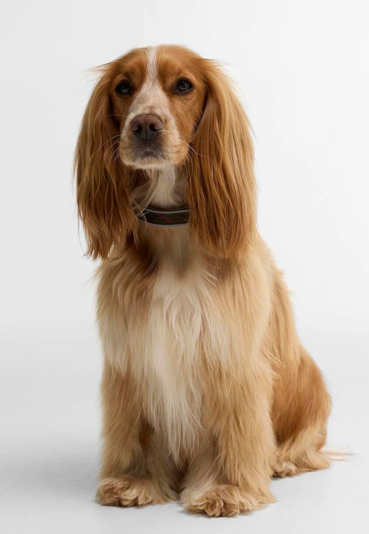 Barbour Reflective Tartan Dog Collar worn by a dog, featuring tartan detailing and reflective piping for improved visibility.