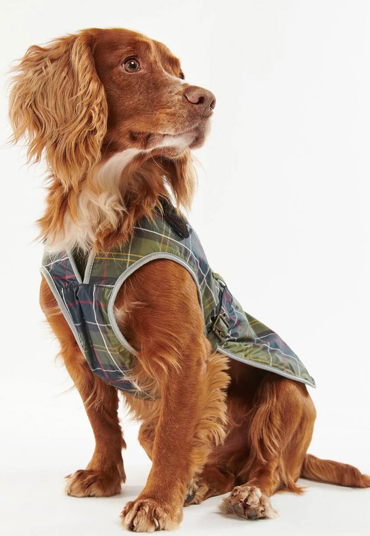 Barbour Waterproof Tartan Dog Coat worn by a dog, showing the adjustable fit and protective coverage for wet-weather walks.