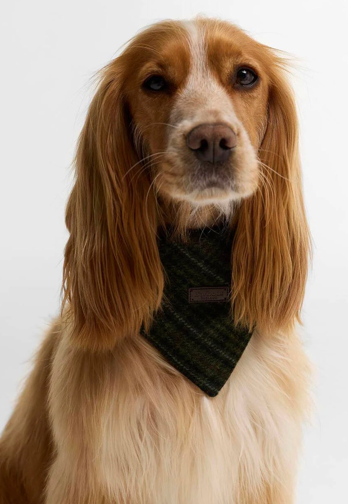 Close up of Dog wearing the Barbour Wilkin Dog Bandana featuring textured wool-blend fabric and an embossed Barbour branded badge.